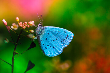 Blue butterfly in a colorful fantasy world. Butterfly in a colorful flower garden