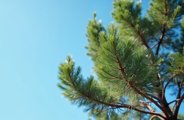 Close-up shot of Pinus elliottii needles against blue sky background. The shortleaf pine tree has green foliage with visible detailed texture. Nature, flora, trees, botany concepts.