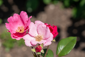 Rose (Rosa 'Betty Prior') flowers growing in the garden. Canada. 