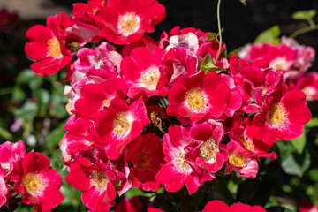 Rose Home Run flowers growing in the garden. Canada. 