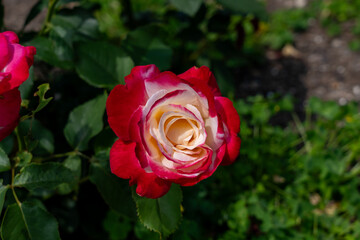 Fototapeta premium Rose (Rosa 'Double Delight') flowers growing in the garden. Canada. 