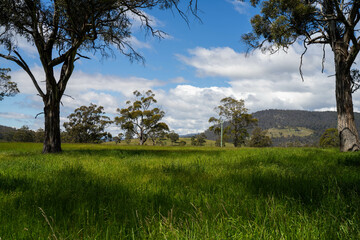farming landscape Australian Farm with lush green native grass, cows in field, Landscape with Gum...