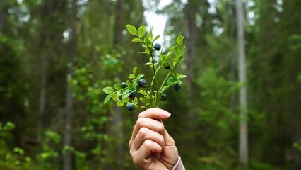 Close-up of a woman's hand holding beautiful a blueberry plant with ripe berries in a Finnish...