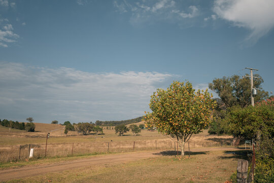 Early signs of Autumn approaching with leaves beginning to turn yellow in rural Australia