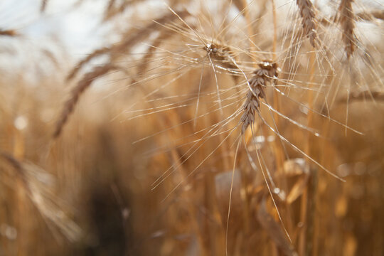 Looking through rows of bearded wheat crop