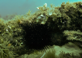 A Purple Sea Urchin (Paracentrotus lividus) in Tarragona, Spain