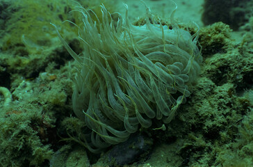A Mediterranean Snakelocks Sea Anemone (Anemonia sulcata) in Tarragona, Catalonia, Spain