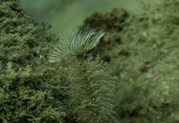A Mediterranean Fanworm (Sabella spallanzanii) in Tarragona, Spain