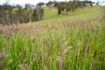 Green Pasture crop farm practicing Sustainable agriculture the Future of Regenerative Farming in...