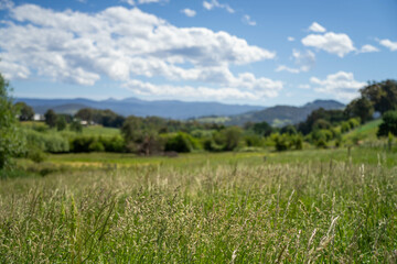 Green Pasture crop farm practicing Sustainable agriculture the Future of Regenerative Farming in Australia. Showcasing Healthy Land Management, Environmental Stewardship, and Thriving Rural Landscapes