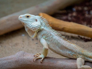 Scincidae: Skinks, a diverse family with smooth, overlapping scales. Many skinks are legless, or...