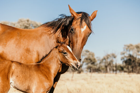 brown foal standing beside mare in dry grassy landscape