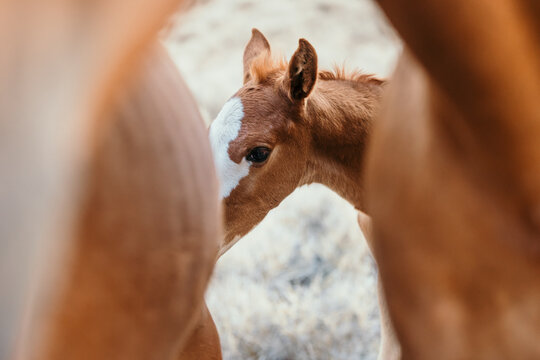 brown foal behind adult mares
