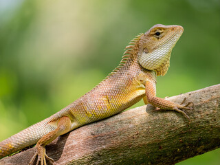 Scincidae: Skinks, a diverse family with smooth, overlapping scales. Many skinks are legless, or...