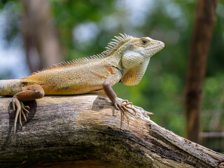 Scincidae: Skinks, a diverse family with smooth, overlapping scales. Many skinks are legless, or...
