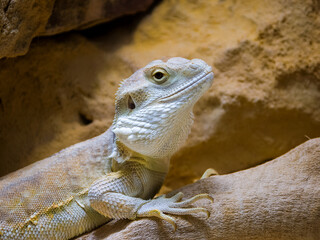 Scincidae: Skinks, a diverse family with smooth, overlapping scales. Many skinks are legless, or have very reduced limbs.   
Varanidae: Monitor lizards,