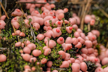 Here you can discover unique pink mushrooms that are growing beautifully on mossy ground