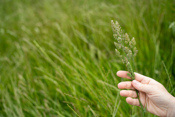 Green Pasture crop farm practicing Sustainable agriculture the Future of Regenerative Farming in...