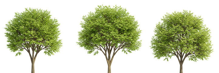 Green Leafy Trees for Landscaping Transparent Background

