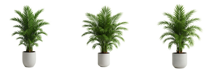 Obraz premium Indoor Palm Plants in White Pots Transparent Background