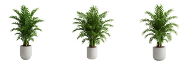 Indoor Palm Plants in White Pots Transparent Background

