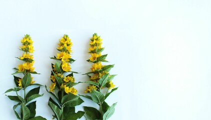 A summer bouquet with yellow flowers on a white background. A flower arrangement with a place for text.