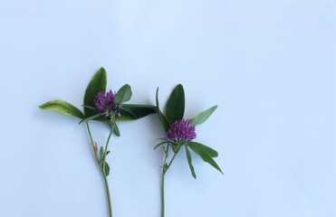 Pink clover flowers on a white background. A flower arrangement with a place for text.