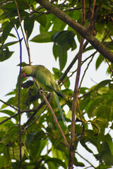 A parrot staring intently at the ground