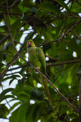 A parrot sitting on a branch and looking at the face