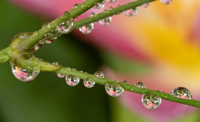 Flower Reflections in Water Droplets on Plant Stems (Macro Photography)