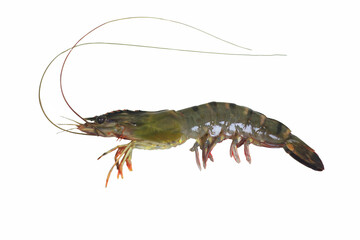 Black Tiger Shrimp Isolated on White Background – Clipping Path Included