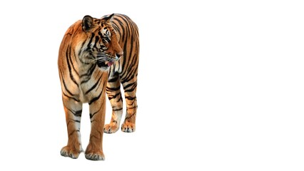 Bengal Tiger (Panthera tigris tigris) Isolated on a White Background with Copy Text Space. Majestic Big Cat Element for Wildlife Posters, Conservation Themes, and Nature-Inspired Designs. 