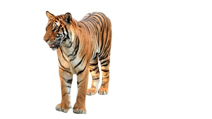 Bengal Tiger (Panthera tigris tigris) Isolated on a White Background with Copy Text Space. Majestic...