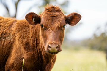 long pasture grass growing with cows in a field, Herd of Healthy Beef Cattle on a Sustainable...