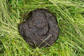 cow manure in a field on a farm in australia. natural compost material in a meadow