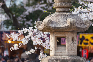 Japanese stone lantern during cherry blossom season in spring