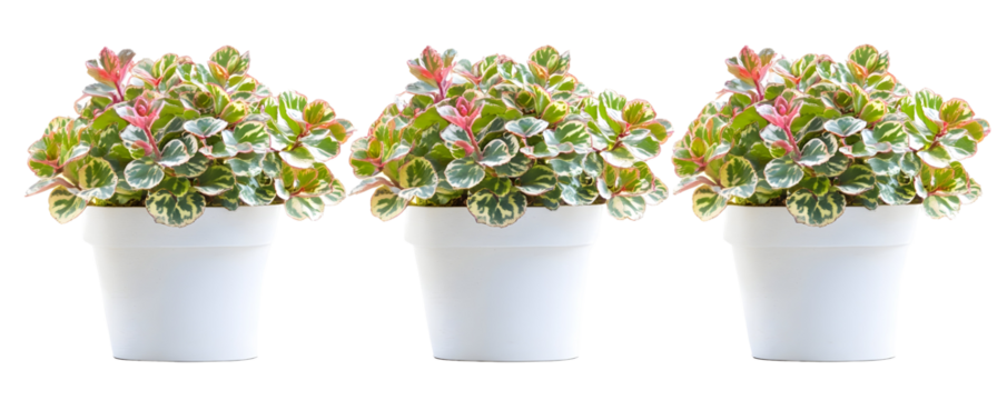 Beautiful Row of Three Colorful Potted Plants with Green and Pin