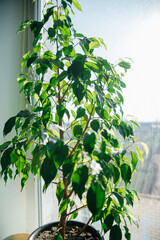 Ficus Benjamin or ficus tree in a pot. A flower stands on the windowsill in a flower pot.
