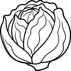 Chinese cabbage line art vector