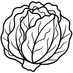 Chinese cabbage line art vector