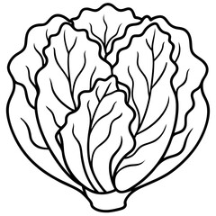 Chinese cabbage line art vector