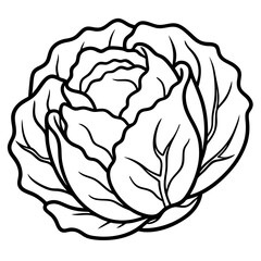 Chinese cabbage line art vector