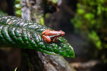 A Anthony's Poison Arrow Frog at a local zoo