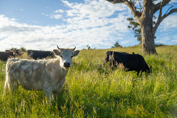 long pasture grass growing with cows in a field, Herd of Healthy Beef Cattle on a Sustainable...