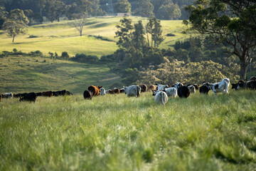 long pasture grass growing with cows in a field, Herd of Healthy Beef Cattle on a Sustainable Australian Farm. Symbolizing Regenerative Grazing Practices of Rural Agriculture