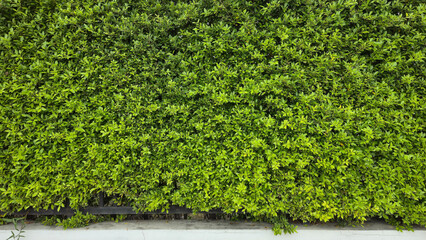 Dark green wall as abstract background, tree fence, tree wall, trees on city street, trees cut into square shape.