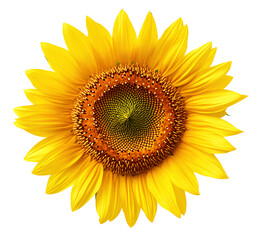 Fototapeta premium Sunflowers, yellow sunflowers on a transparent background, cutout PNG file.