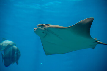 a Cownose Ray at a local aquarium