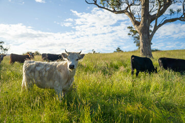 long pasture grass growing with cows in a field, Herd of Healthy Beef Cattle on a Sustainable...