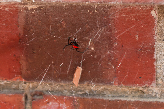 Dangerous redback spider with its messy web, found in the garage